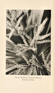 Photograph of plant life
