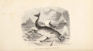 Picture of "Sperm whale attacked by a sword-fish" from Gosse's 1845 "The ocean."