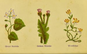 Drawings of three plants: Great Sancile, Cotton Thistle, and Woodbine.