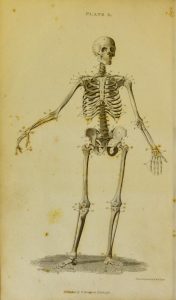 Full-length engraving of a human skeleton.