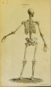 Full-length engraving of a human skeleton from behind.