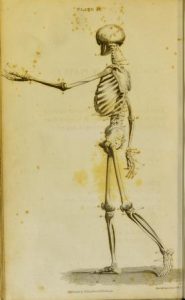Full-length engraving of a human skeleton viewed from the left.