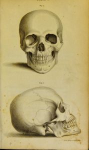 Two engravings of a human skull, one from the front, one from the side.