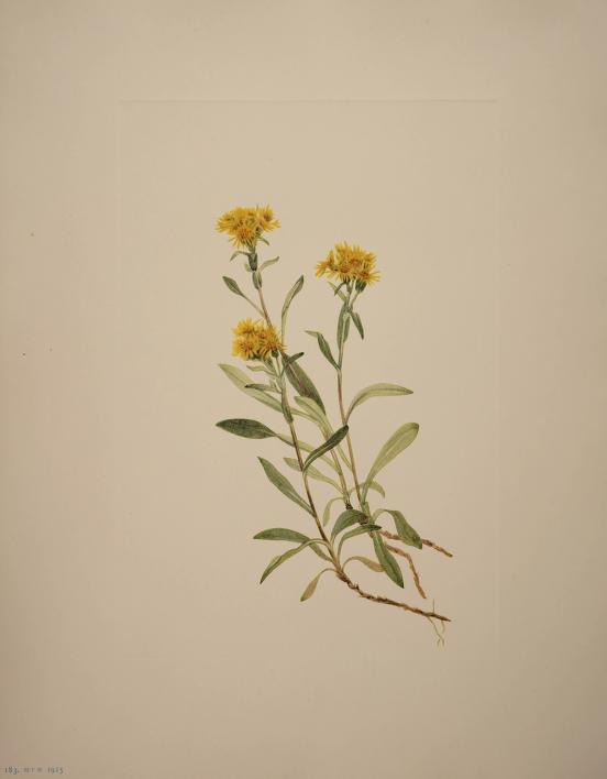 Color plate of North American goldenrod