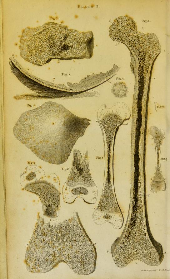 Plate of engravings of sections of human bones