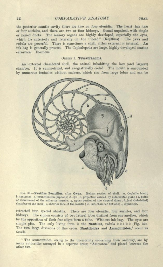 Black and white illustration of the internal anatomy of a nautilus.