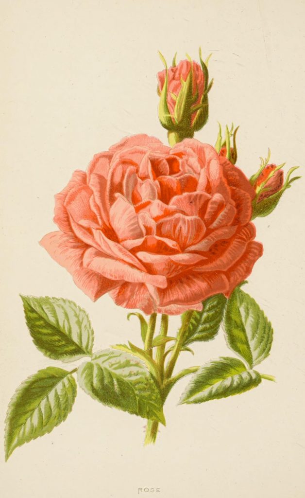 Full color drawing of blossoming rose with two buds.