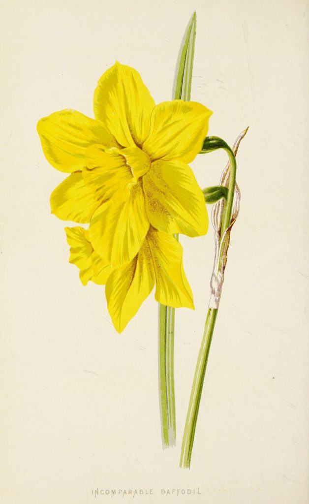 Full color drawing of blossoming daffodil.