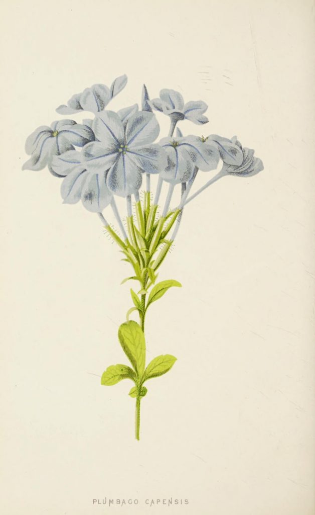 Full color drawing of blossoming plumbago.