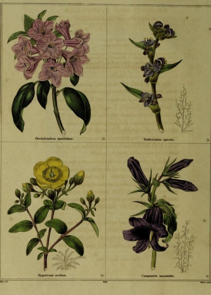 Page with four full-color drawings of flowering plants: rhododendron, tradescantia, St John's wort, and campanula.